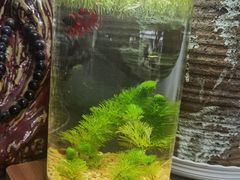 -武汉花鸟市场