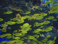-海合安成都极地海洋公园