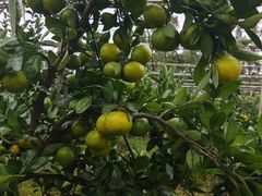 -前小桔亲子创意农场·草莓采摘·露营烧烤