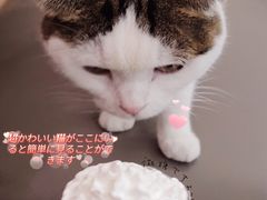 -喵园·猫主题咖啡厅·撸猫·猫咖(国贸店)