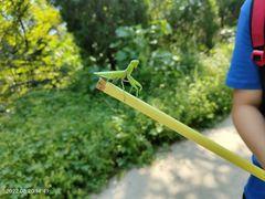 -北京西山国家森林公园