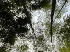 -大奇山国家森林公园