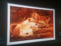 -罗红摄影艺术馆