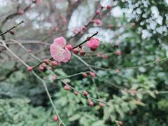 -杭州植物园