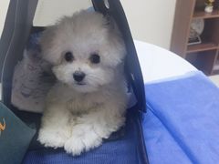 -美联众合动物医院·24h京西诊疗中心