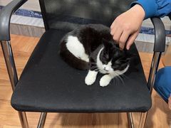 -瑞派名望志远动物医院·猫科·內科·异宠专科(直港大道店)