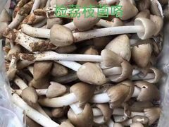 -海泉湾竹筒饭·瘦身水库大头鱼(从化温泉镇店)