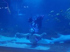 -石家庄海洋公园
