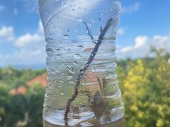 -三亚海棠湾万丽度假酒店