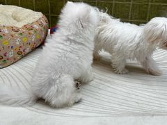 -帕帕拉兹宠物(亚洲旗舰店)