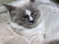 -喵喵咪呀布偶猫咖(春熙路店)