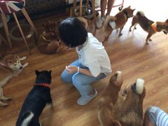 -柴犬高等学院·狗咖·柴犬售卖·宠物训练