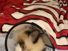 -瑞派康怡24h宠物医院·犬猫医疗中心·微创绝育(瑞景分院)