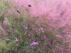 -南京市无想山景区