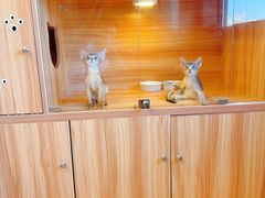 -猫十亿·布偶金渐层·曼基康矮脚猫舍(青年路店)
