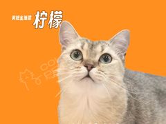 -COLOR PETS 撸猫馆·购猫·猫咖(长风大悦城店)