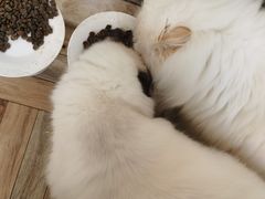 -优米宠物美容(体育场路店)