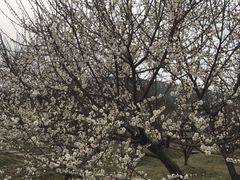 -香雪海