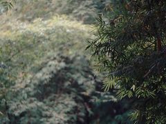 -望江楼公园