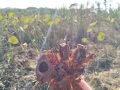 -盘龙城国家考古遗址公园