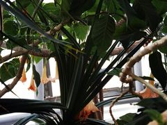 -北京植物园-展览温室