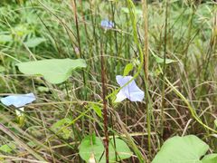 -嘉北郊野公园