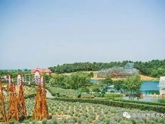 -大塘金香草谷
