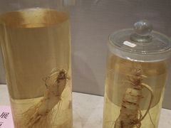 -广东中医药博物馆