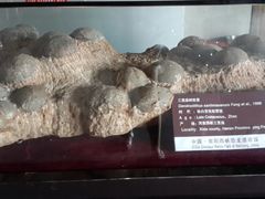 -中国西峡恐龙遗迹园