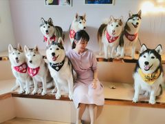 至尊撸狗套餐-Husky Go! 哈士奇体验馆·宠物咖啡厅狗咖