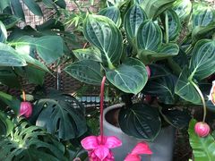 -北京植物园-展览温室