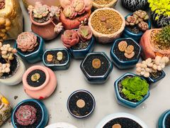 -秦美花卉(天朗·莱茵小城2期店)