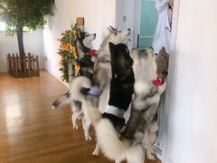 -Husky Go! 哈士奇体验馆·宠物咖啡厅狗咖