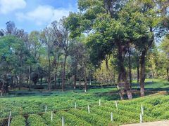 -野蔓果·山野菜(西湖景区·龙井茶田店)