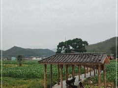 -粤秀古树庄园