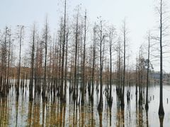 -白鹭湾湿地公园