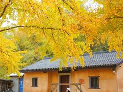 -千年银杏谷文化旅游区