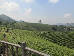 -帐篷客·溪龙茶谷度假酒店