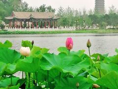 -西海子公园
