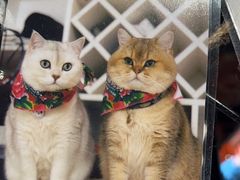 -猫抓烤肉(春熙路店)