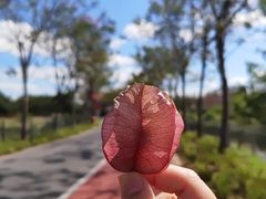 -上海长兴岛郊野公园