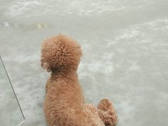-宠物之家Pets Home 宠物寄养酒店