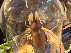 -Rabbit Cafe私房西餐甜点咖啡(栖霞路店)