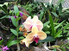 -墨尔本皇家植物园