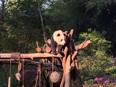 -成都大熊猫繁育研究基地