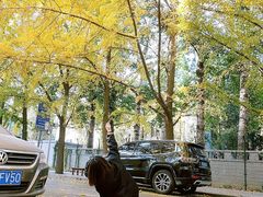 -三里屯东五街银杏大道
