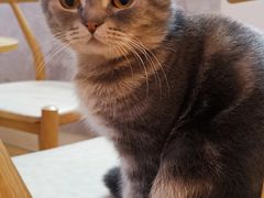 -猫咪派对(江南西店)