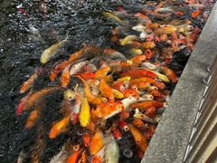 -叙福楼海鲜酒家(季华西路店)