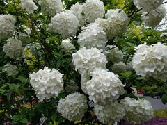 -大龙山(地铁站)