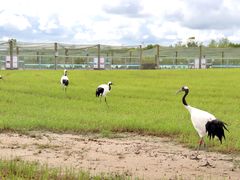 -盐城丹顶鹤湿地生态旅游区